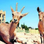 In Israel’s desert towns, endangered ibexes have become beautiful trouble