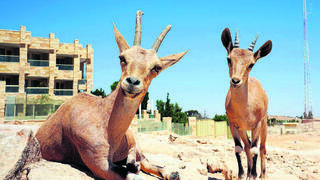 In Israel’s desert towns, endangered ibexes have become beautiful trouble