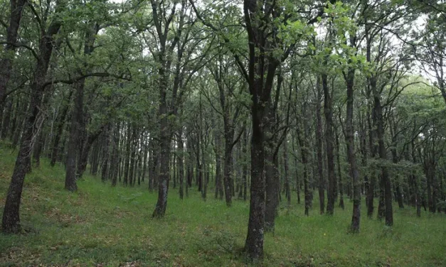 Double your trees before Tu B’Av – Only three days left