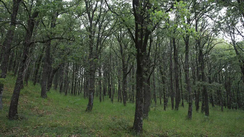 Double your trees before Tu B’Av – Only three days left
