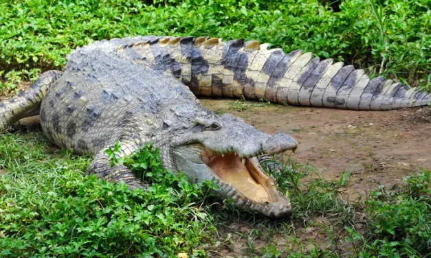 Move toward allowing crocodiles to be stationed outside security prisons