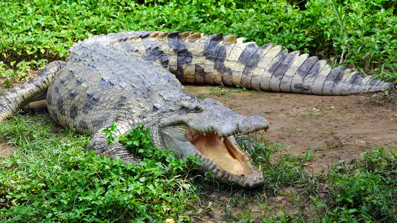 Move toward allowing crocodiles to be stationed outside security prisons