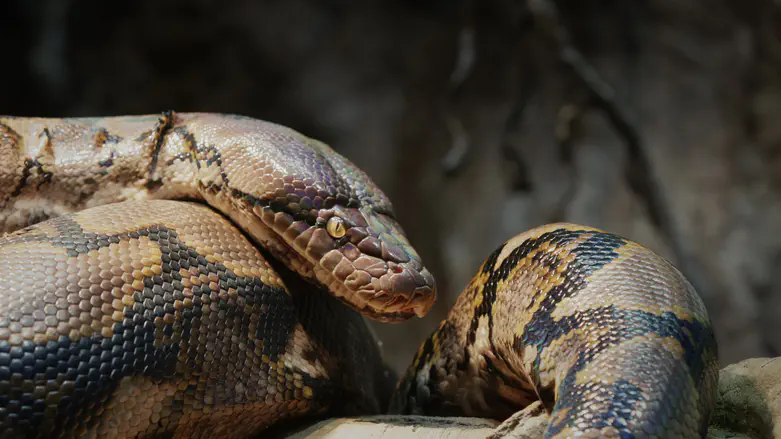 Terrifying night: He woke up to discover a snake had bitten him