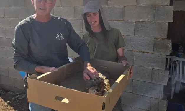 Shepherd saves rare bird of prey in Gush Etzion