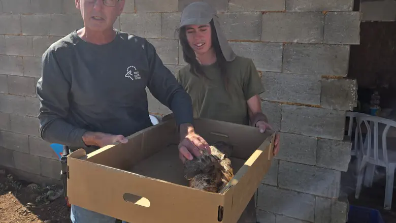 Shepherd saves rare bird of prey in Gush Etzion