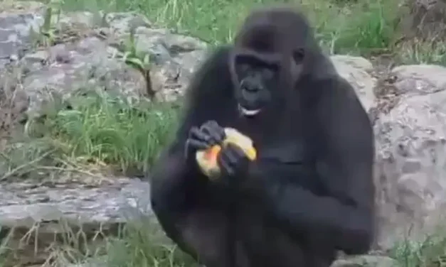 Watch: How the Safari Zoo is beating the summer heat