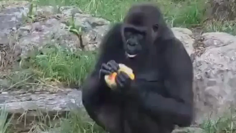 Watch: How the Safari Zoo is beating the summer heat