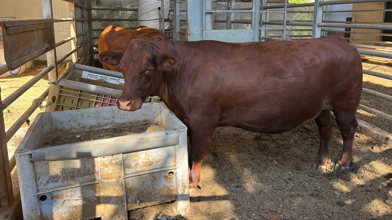 Technological race to save red heifers in Shiloh