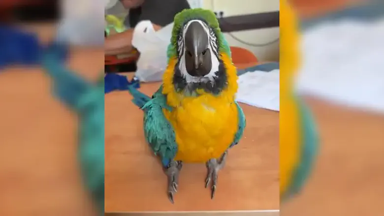 Feathered fugitive: Lost parrot enjoys emotional reunion after days of worry