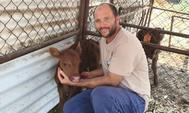 Second red heifer born in Golan Heights