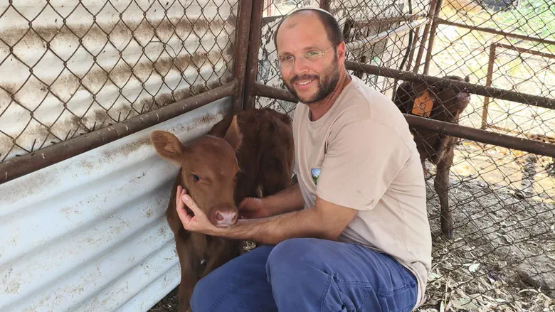 Second red heifer born in Golan Heights