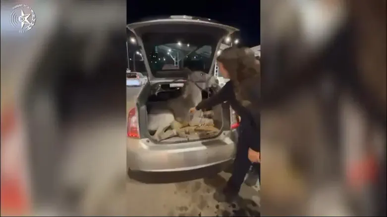 Donkey found bound inside car trunk at Jerusalem checkpoint