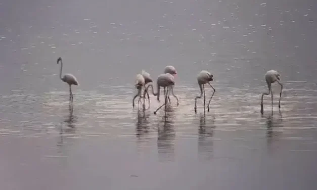 Watch: Despite the heat, signs of autumn at Hula Lake Park