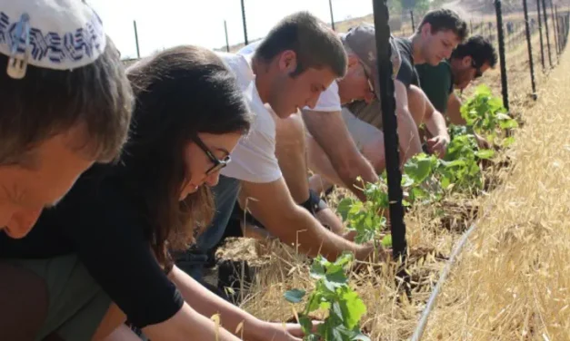 Tonight Is It- Last Hours to Plant Before Tu B’Av Ends