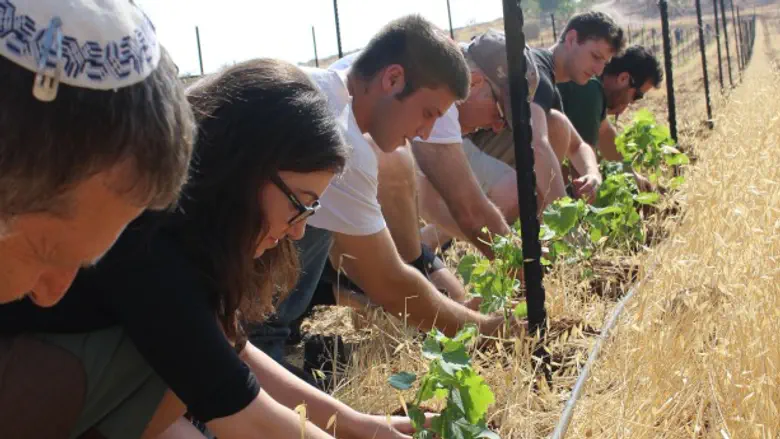 Tonight Is It- Last Hours to Plant Before Tu B’Av Ends