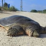What the Bible says about endangered species – opinion