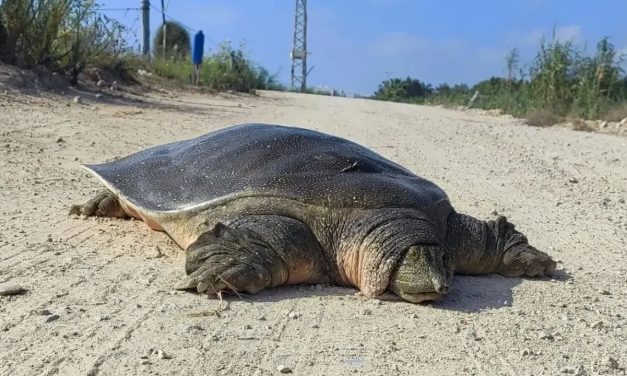 What the Bible says about endangered species – opinion
