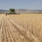 Tire particles may contaminate crops and enter food chain, Israeli study finds