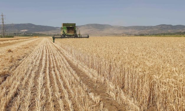 Tire particles may contaminate crops and enter food chain, Israeli study finds
