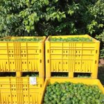 Record avocado season: Prices expected to drop to NIS 5 per Kilogram