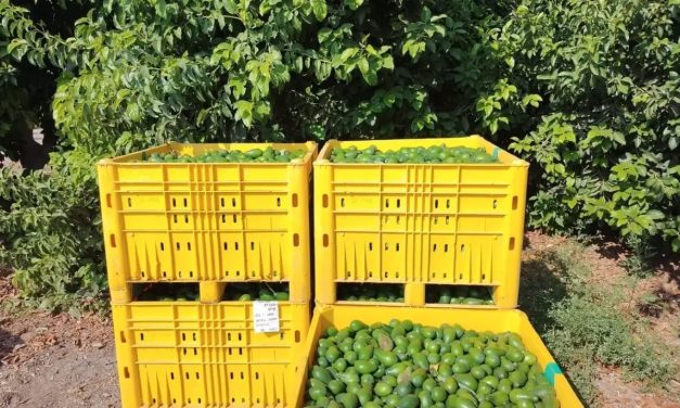 Record avocado season: Prices expected to drop to NIS 5 per Kilogram