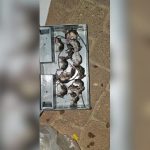 Rodent infestation rises in Gaza border communities, hundreds of traps set out