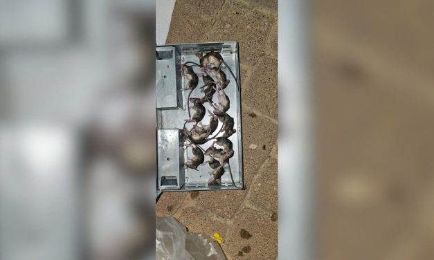 Rodent infestation rises in Gaza border communities, hundreds of traps set out