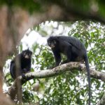 New monkey species, orange-lipped Likweli monkey, known as ‘branch shaker,’ identified in DRC