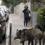 Rabies cases tripled over past years as wild animals move into urban areas, Health Ministry says