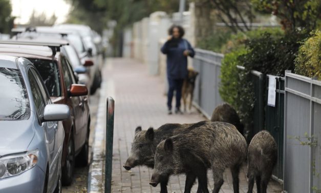 Rabies cases tripled over past years as wild animals move into urban areas, Health Ministry says