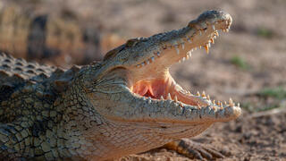 Israel digs crocodile moats around prison wing holding Oct. 7 Hamas terrorists