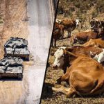 How Israel’s ‘tactical cattle’ guard the Syrian border