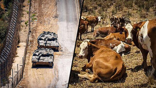 How Israel’s ‘tactical cattle’ guard the Syrian border