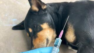 Rabies outbreak expands across Israel, with cases more than tripling in three years