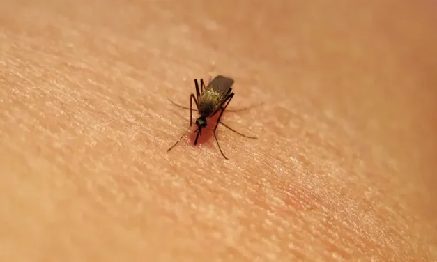 West Nile virus detected in mosquitoes in 3 regions