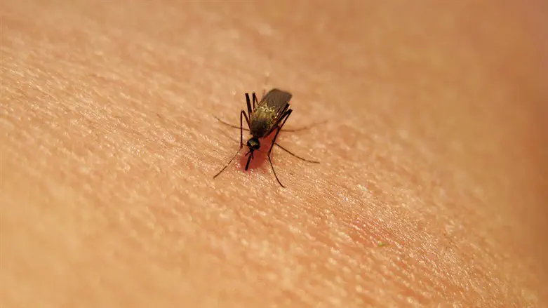West Nile virus detected in mosquitoes in 3 regions