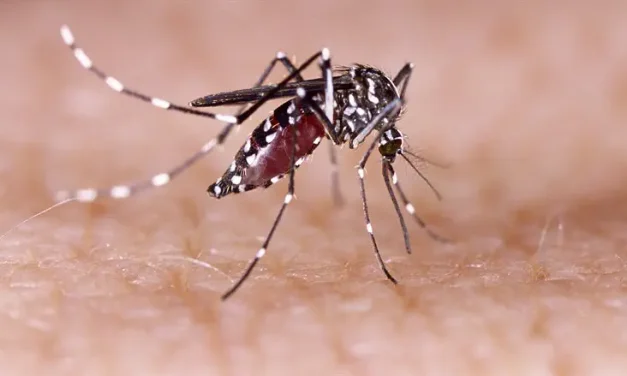 Man in his 70s dies after contracting West Nile Virus