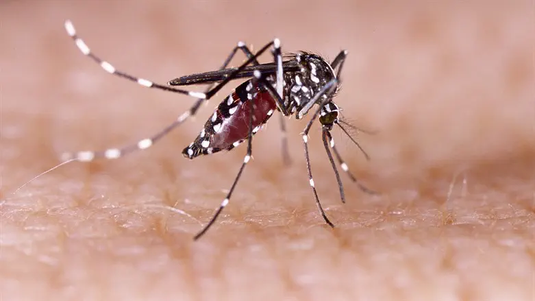 Man in his 70s dies after contracting West Nile Virus