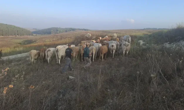 80 cattle seized after disrupting IDF training