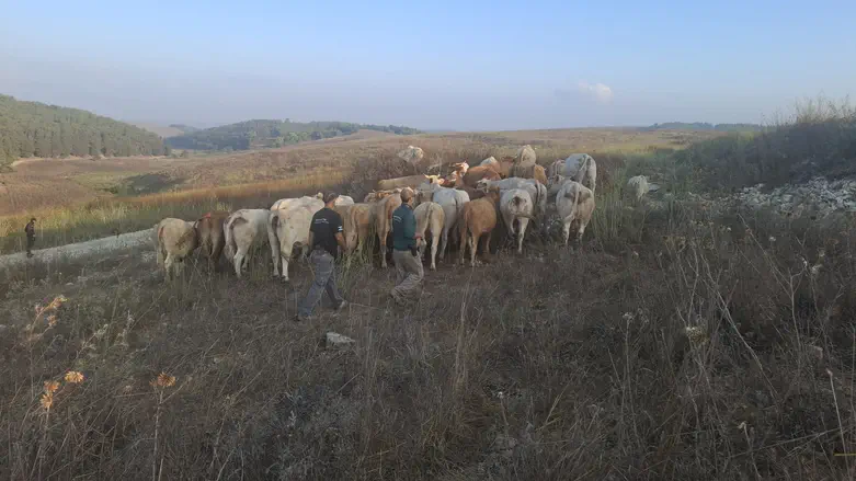 80 cattle seized after disrupting IDF training