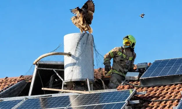 The race against time: Firefighters race to rescue traped eagle owl