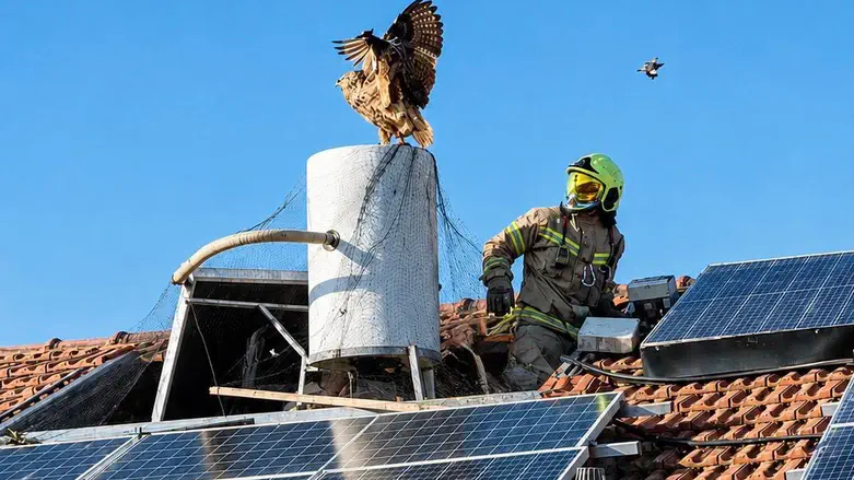 The race against time: Firefighters race to rescue traped eagle owl