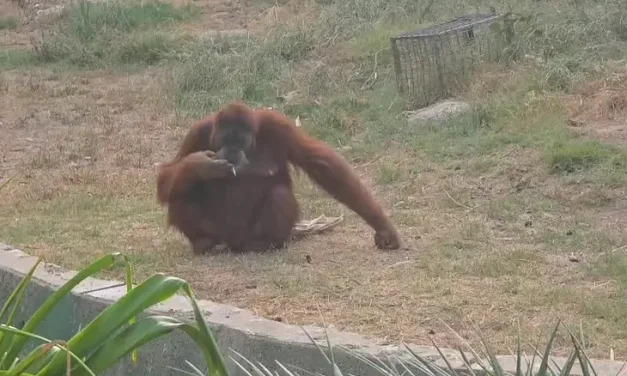Going ape: Ramat Gan orangutan caught puffing on a cigarette