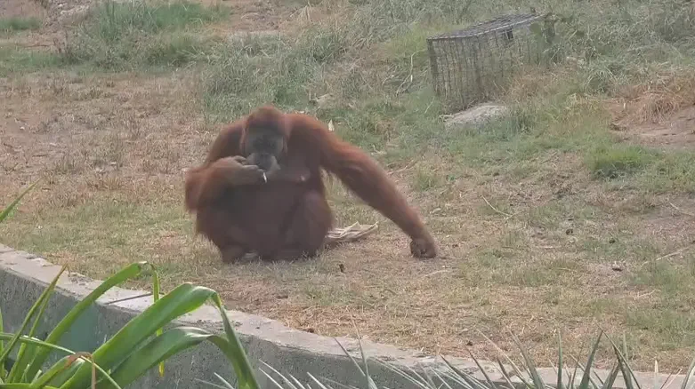 Going ape: Ramat Gan orangutan caught puffing on a cigarette
