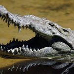 Ben-Gvir barred from using crocodiles to guard terrorists, court announces
