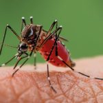 Israel urges mosquito control after West Nile virus detected in South