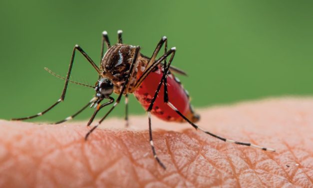 Israel urges mosquito control after West Nile virus detected in South