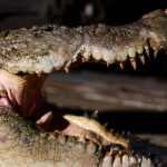 Malaysian villagers abandon ancient taboo to hunt killer crocodiles as attacks rise