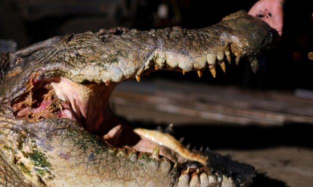 Malaysian villagers abandon ancient taboo to hunt killer crocodiles as attacks rise