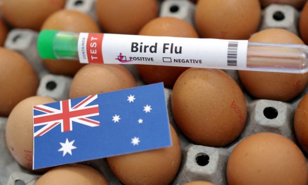 After mass seabird death event, Australia warns of wider H5N1 bird flu threat